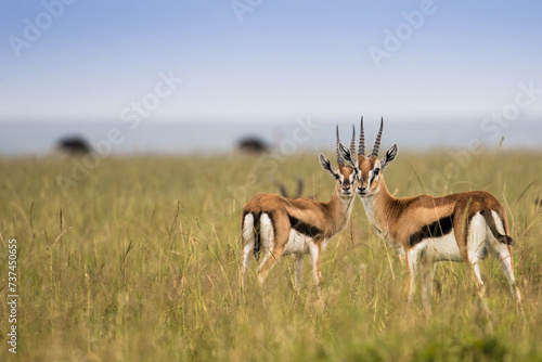 Antylopy Thompsona na sawannie Masai Mara Kenia © kubikactive
