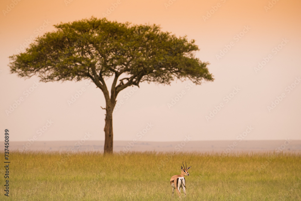 Drzewa akacji na afrykańskiej sawannie w świetle zachodzącego słońca  - obrazy, fototapety, plakaty 