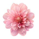 Pink flower blomming. Isolated on transparent background.