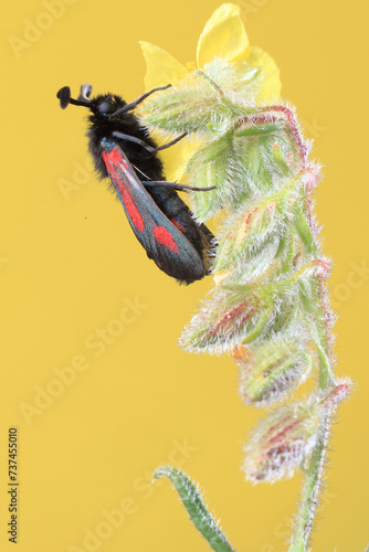 Close-up of a vibrant Zygaena sarpedon moth on a flower photo