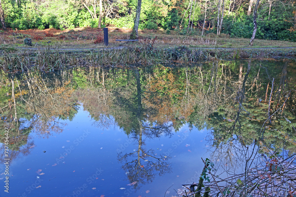 Obraz premium Beech trees reflected in a river in Autumn