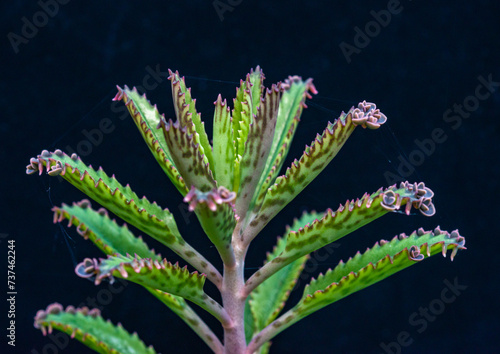 Leaf of the succulent plant Kalanchoe sp. with small growths on the edge of the leaf in the collection, close-up photo