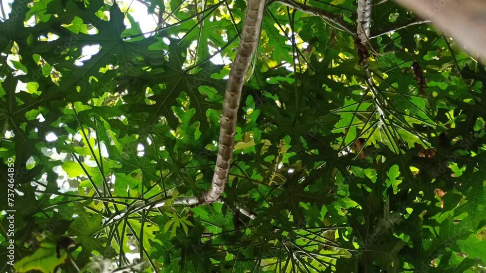 green leaves view green leaves view