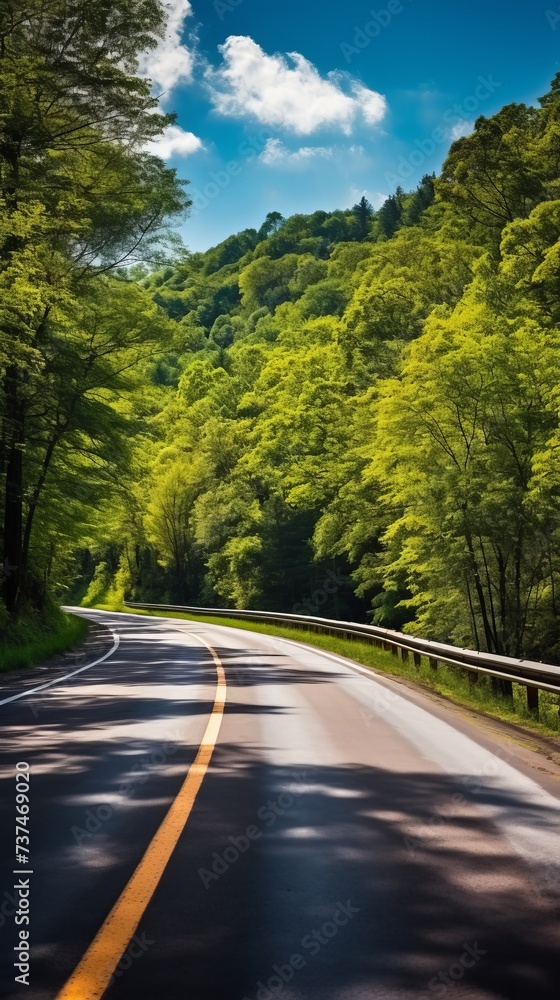 Fototapeta premium The road through the green forest