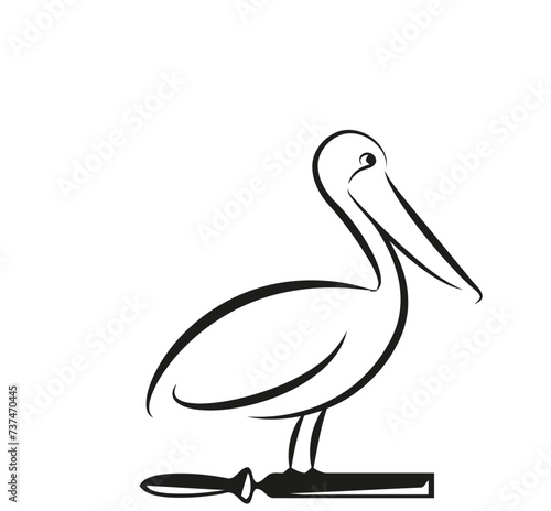 pelican on white background
