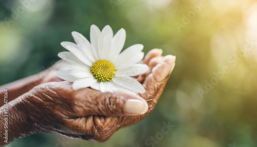 senior hand holds solitary white flower, conveying grace and beauty. Perfect for web banners photo