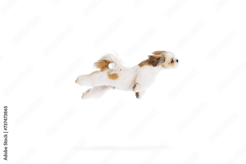 Funny image of little, adorable, purebred shih tzu dog in motion, playing, flying isolated on white studio background. Concept of domestic animals, pet friends, vet, care