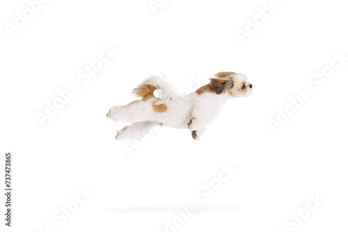 Funny image of little, adorable, purebred shih tzu dog in motion, playing, flying isolated on white studio background. Concept of domestic animals, pet friends, vet, care
