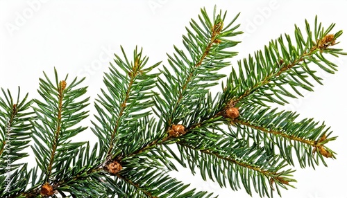 green fir branch on white background with clipping pass