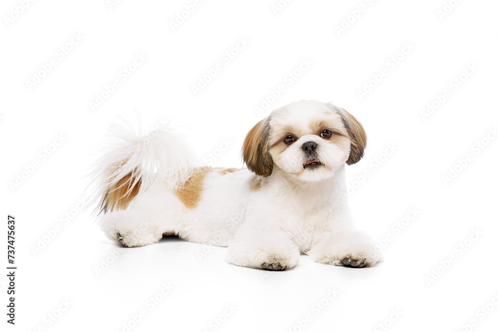 Beautiful little purebred shih tzu dog lying with tongue sticking out, looking upwards isolated on white studio background. Concept of domestic animals, pet friends, vet, care