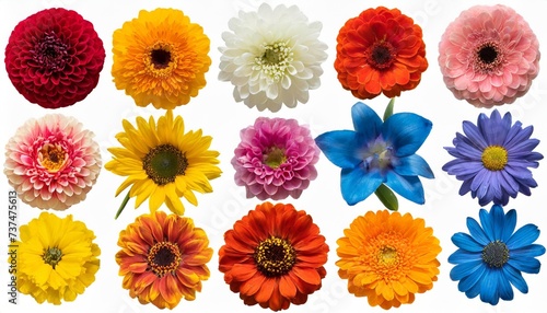big collection of various head flowers orange yellow pink blue and red isolated on white background perfectly retouched full depth of field on the photo top view flat lay