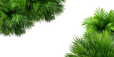 Tropical frame with exotic jungle palm plants, palm leaves, and empty space for text, copy space transparent background. PNG, cutout, or clipping path.	

