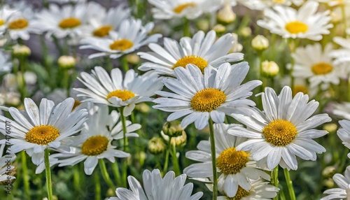 carpet of flowers of beautiful white daisies daisy marguerite for backgrounds