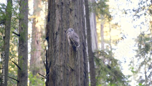 Owl on a branch in a Redwood Forest