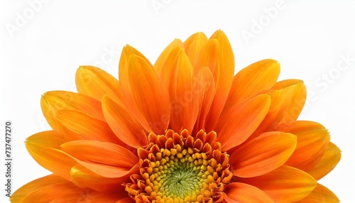 orange flower isolated on white background