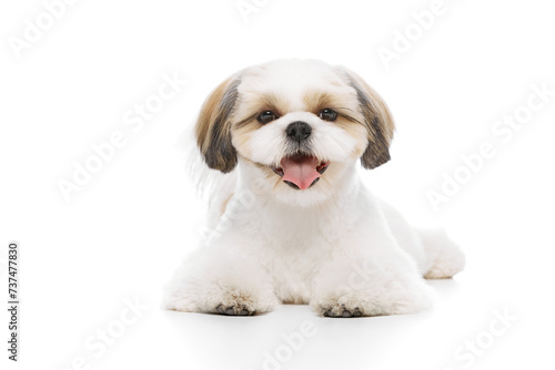 Konstfotografi Calm, happy, cute little purebred shih tzu dog lying on floor with smiling muzzle isolated on white studio background