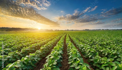 soybean field at sunrise