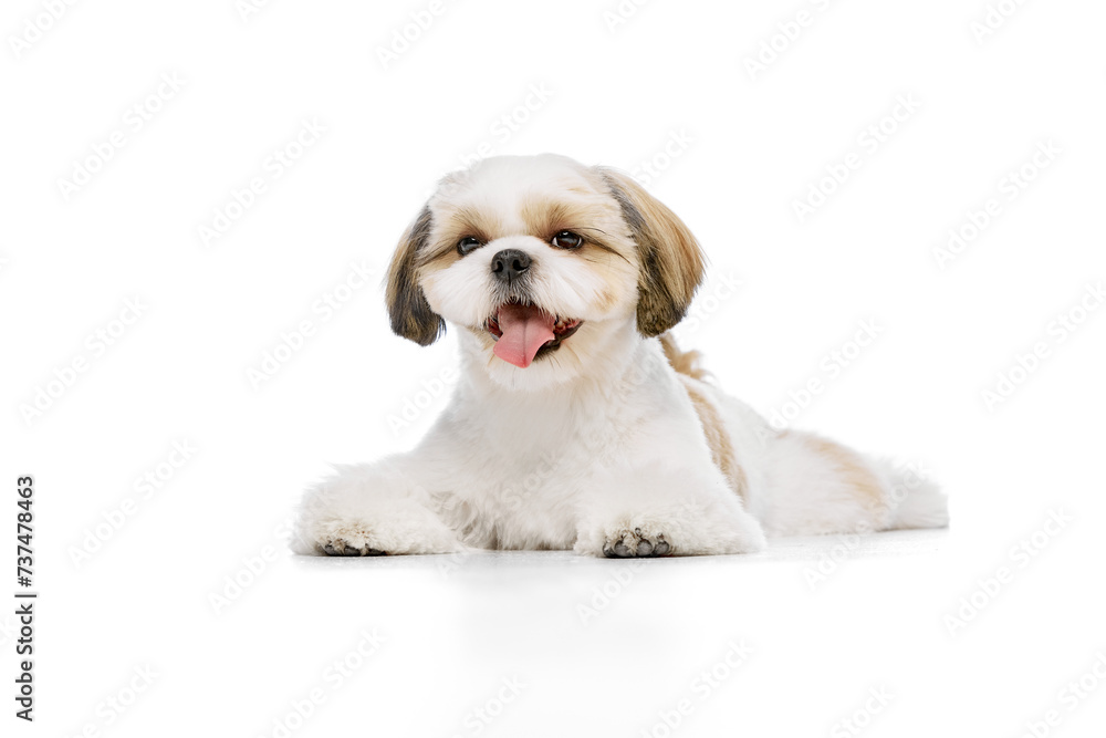 Calm, adorable little purebred shih tzu dog lying on floor with smiling muzzle isolated on white studio background. Concept of domestic animals, pet friends, vet, care