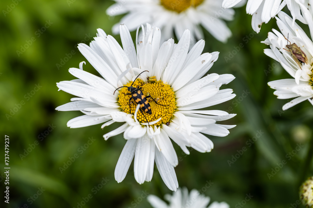Plagionotus arcuatus, striped longhorned beetle close-up on chamomile flower Plagionotus arcuatus, striped longhorned beetle close-up on chamomile flower