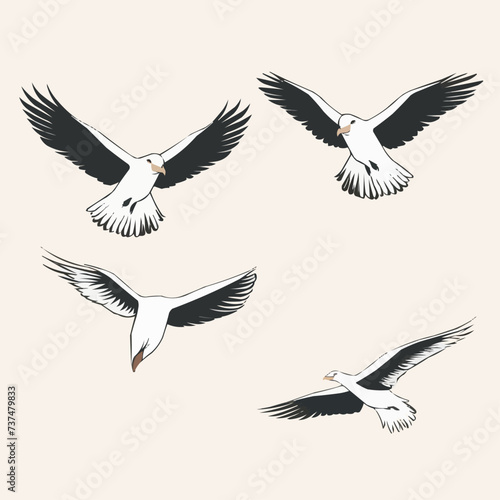 Albatross | Minimalist and Simple set of Flat White background - Vector illustration