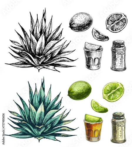 Cactus blue agave. Vector vintage hatching color illustration. Isolated on white