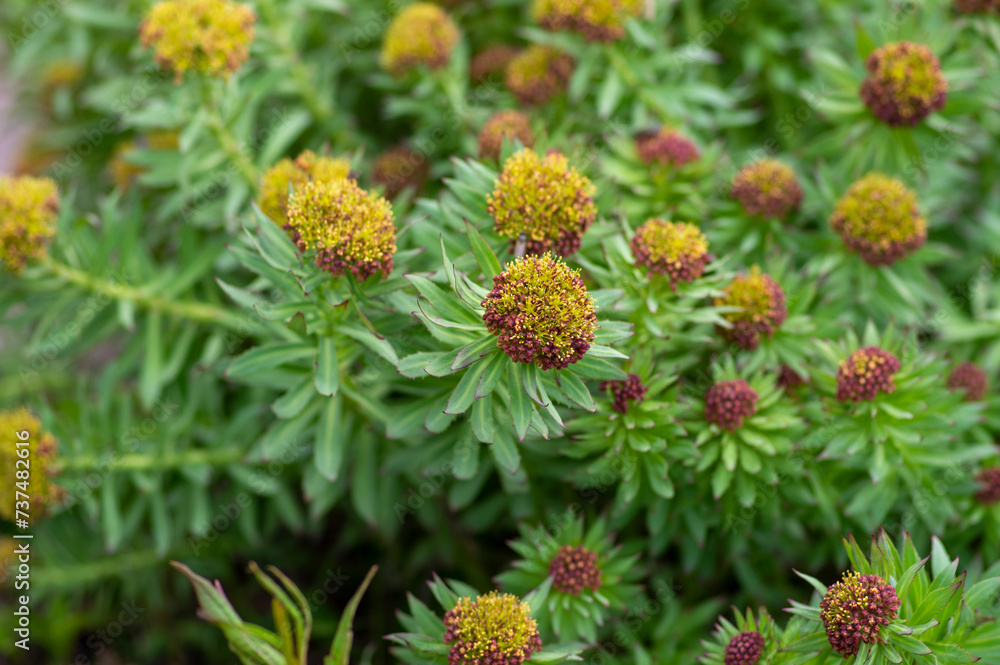 Rhodiola rosea golden rose root flowers in bloom, bunch of flowering medicinal herbs plants Rhodiola rosea golden rose root flowers in bloom, bunch of flowering medicinal herbs plants