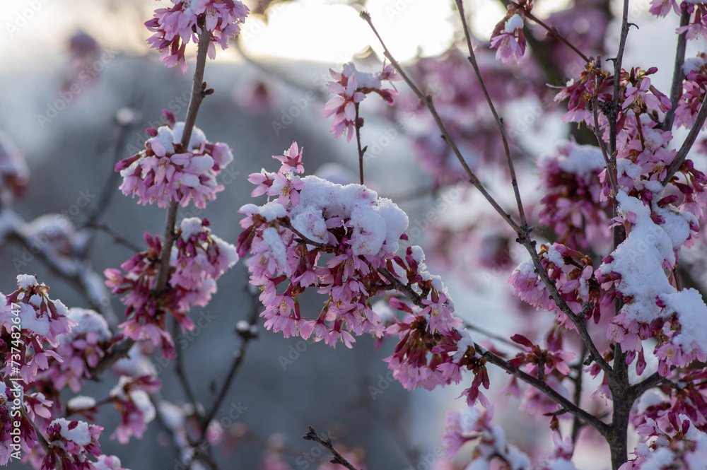 Prunus incam okame cherry ornamental small tree flowers in bloom, beautiful pink plant flowering branches covered with snow Prunus incam okame cherry ornamental small tree flowers in bloom, beautiful pink plant flowering branches covered with snow