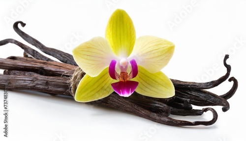vanilla pods and orchid flower isolated