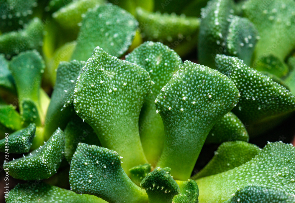 Titanopsis calcarea, close-up of leaves of a succulent plant Titanopsis calcarea, close-up of leaves of a succulent plant
