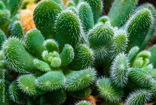 Close-up, succulent leaves of a succulent plant (Echeveria Setosa) in a botanical collection