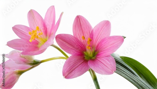 beautiful pink flowers of zephyranthis on a green stem close up on a white isolated background