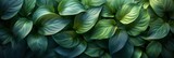 Lush Green Tropical Leaves of Spathiphyllum Cannifolium Generative AI