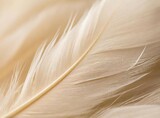 White Feathers Background