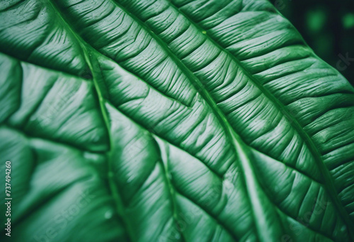 Abstract green leaf texture nature background tropical leaf close up