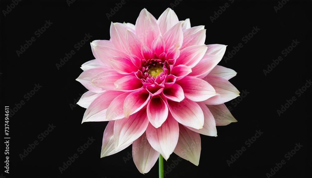 isolated single paper flower dahlia made from crepe paper - obrazy, fototapety, plakaty 