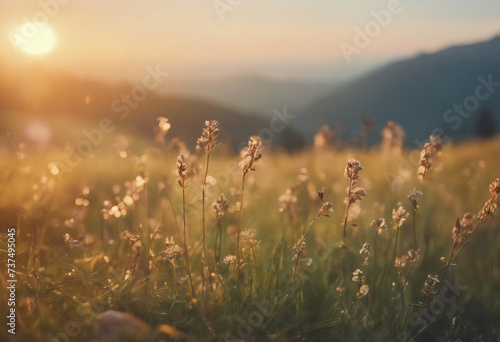 Beautiful sunrise in the mountain Meadow landscape refreshment with flowers, sunray and golden bokeh