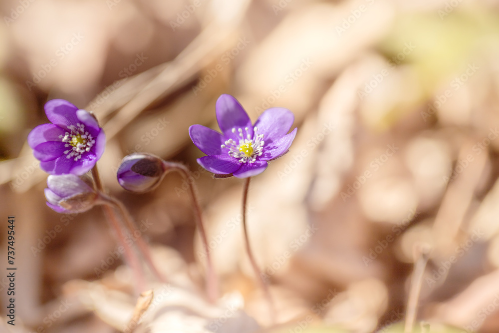 Fioletowe kwiaty, sezon wiosenny, leśne przylaszczki (Hepatica nobilis)	 - obrazy, fototapety, plakaty 