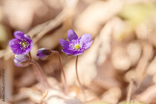 Fioletowe kwiaty, sezon wiosenny, leśne przylaszczki (Hepatica nobilis)	