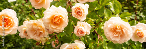 A close up of a bunch of pink flowers roses, peach fuzz, color of the year 2024,