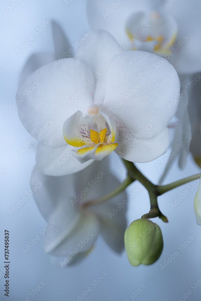 Phalenopsis, białe kwiaty, storczyk doniczkowy, niebieskie tło - obrazy, fototapety, plakaty 