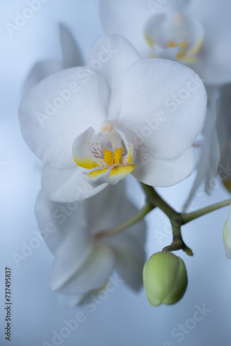 Phalenopsis, białe kwiaty, storczyk doniczkowy, niebieskie tło