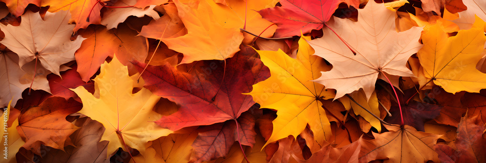 Enthralling Display of Autumn's Rich Palette: A Vivid Collection of Fall Leaves