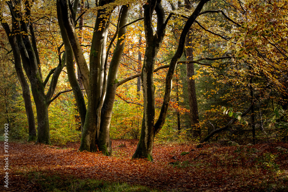 bos in de herfst bos in de herfst