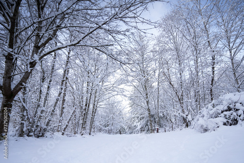 a path covered with snow next to trees in the winter © Wirestock