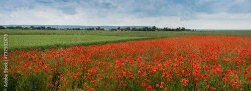 fields with wheat and blooming wild poppies  agricultural landscape with a thunderstorm sky