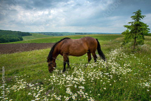 A brown horse on a chamomile meadow grazing, beautiful rural landscapes backgrounds and stormy sky