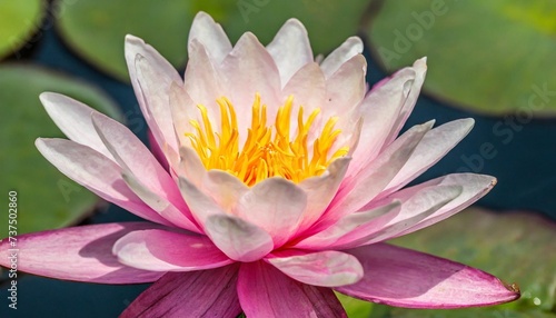 close up pink water lily blossom in blooming isolated