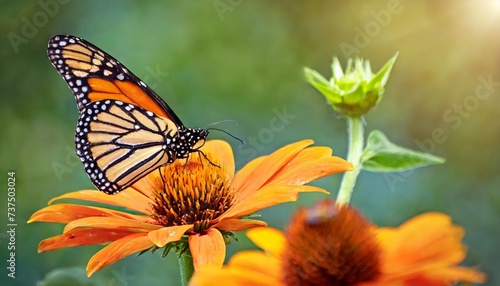 monarch butterfly and orange flower in the summer garden © Dayami