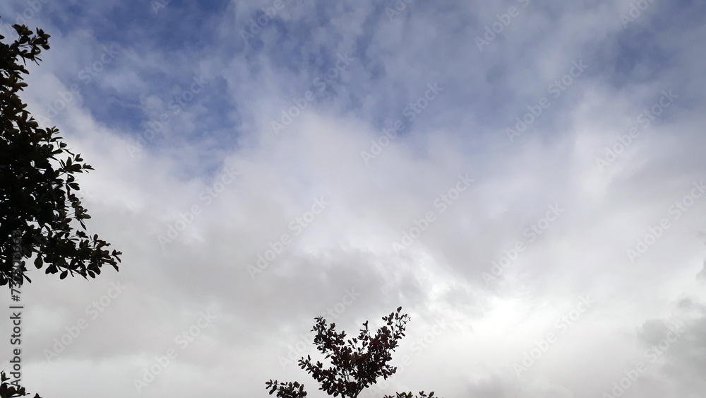 clear sky with trees shades HD photo clear sky with trees shades HD photo