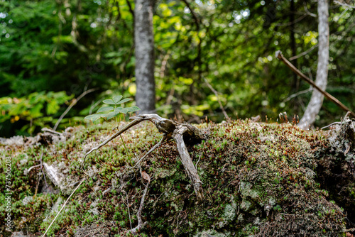 La Malbaie,  parks and wildlife reserves photo